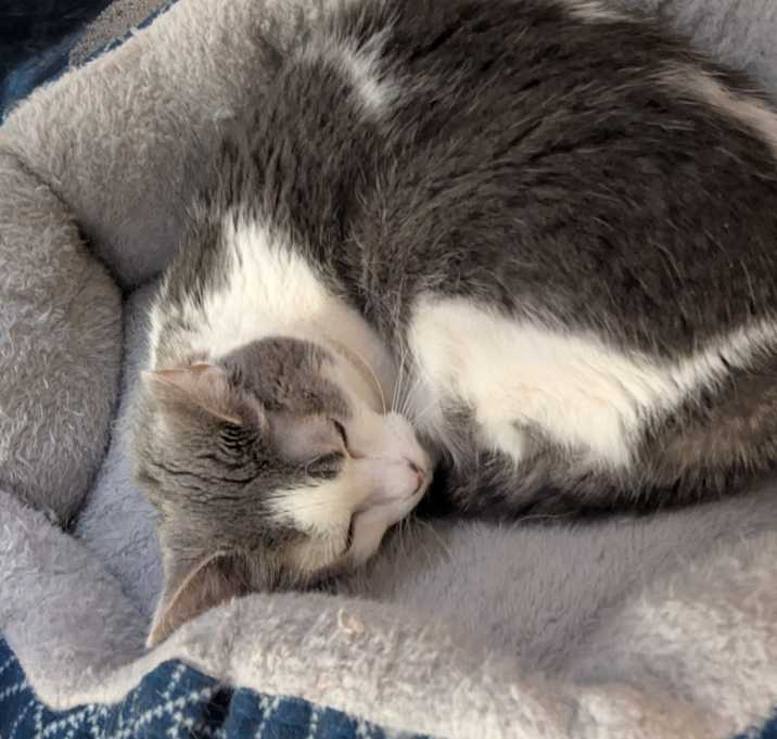 Photo of Pearl