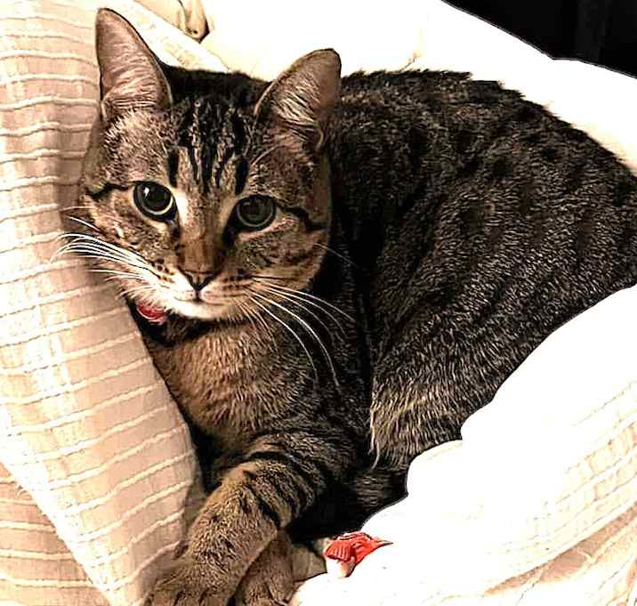 Photo of Ziggy
