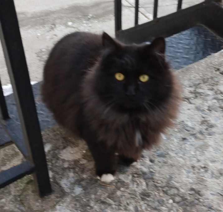 Photo of Blackbeard