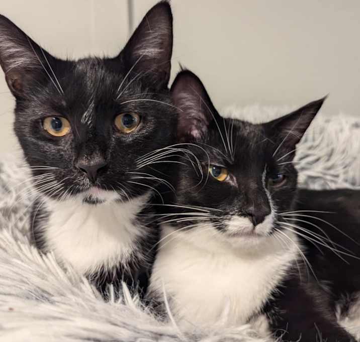 Photo of Tom Haverford (paired with Ron Swanson)