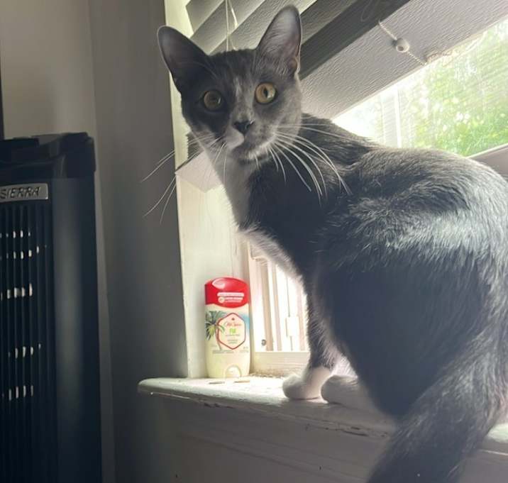 Photo of Nezuko