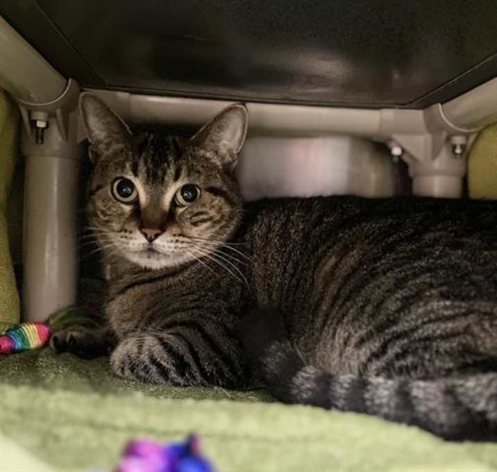 Photo of NALA