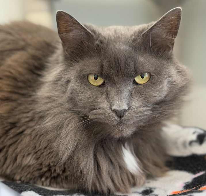 Photo of Fluffy (aka Sabrina)