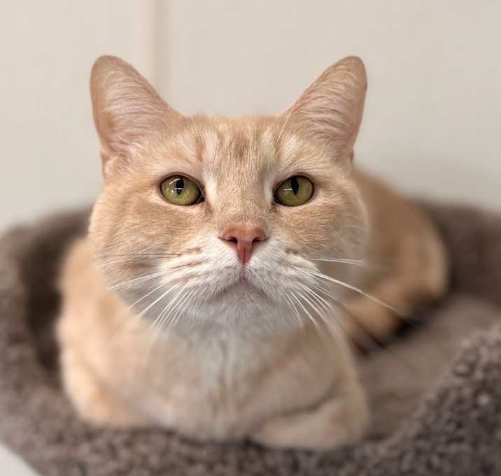 Photo of Romeo