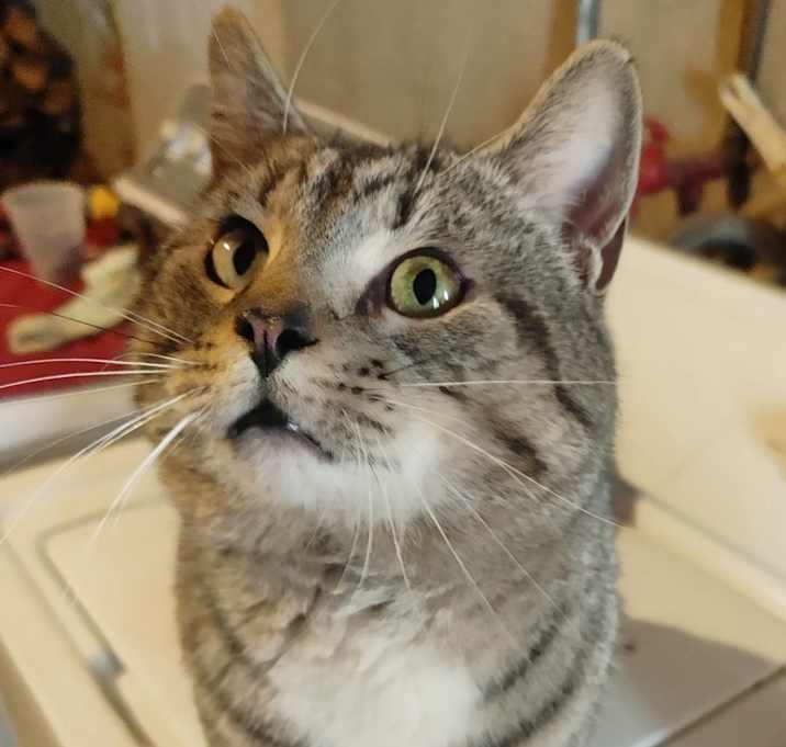 Photo of Bob Cat