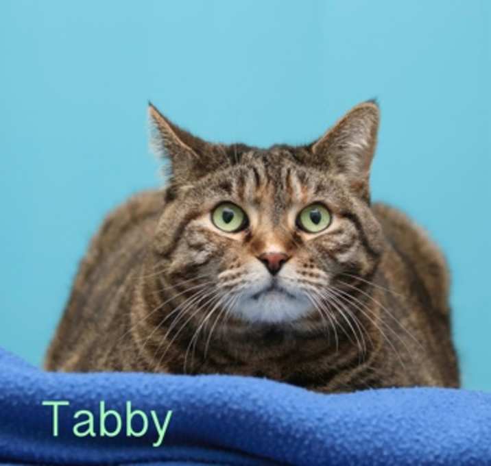 Photo of Tabby