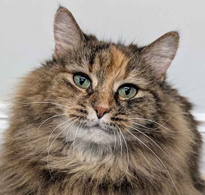 Photo of Milo