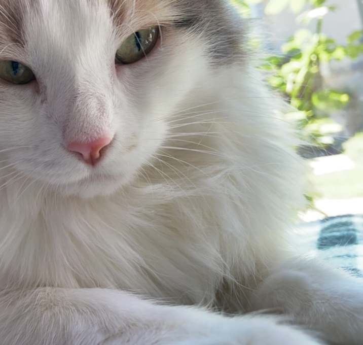Photo of Jax