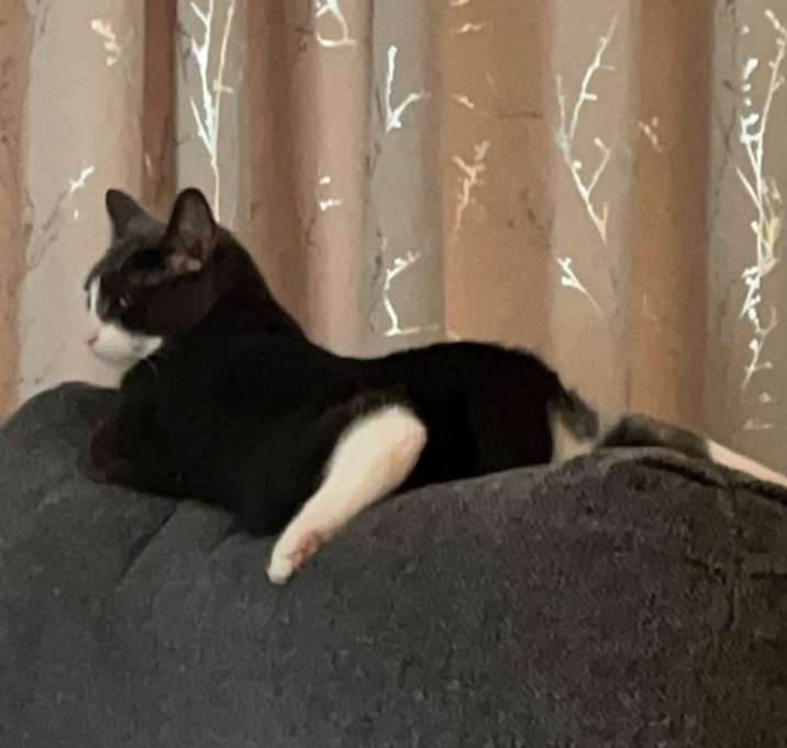 Photo of Loki