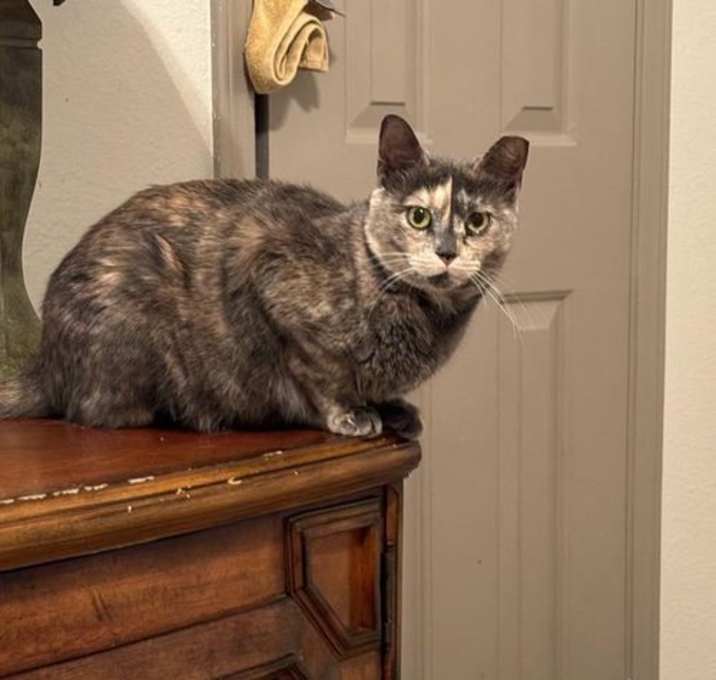Photo of Nala