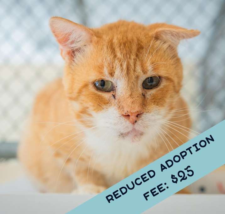 Photo of Drips - IN FOSTER