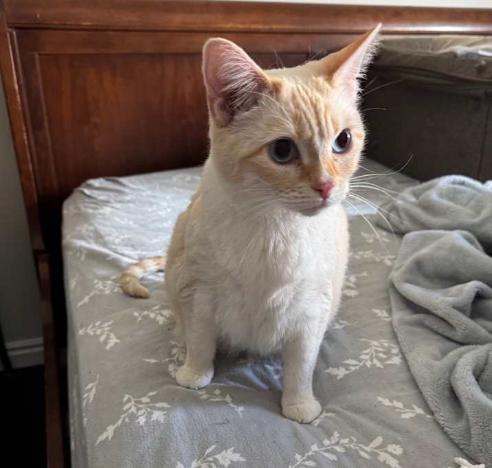 Photo of Luna