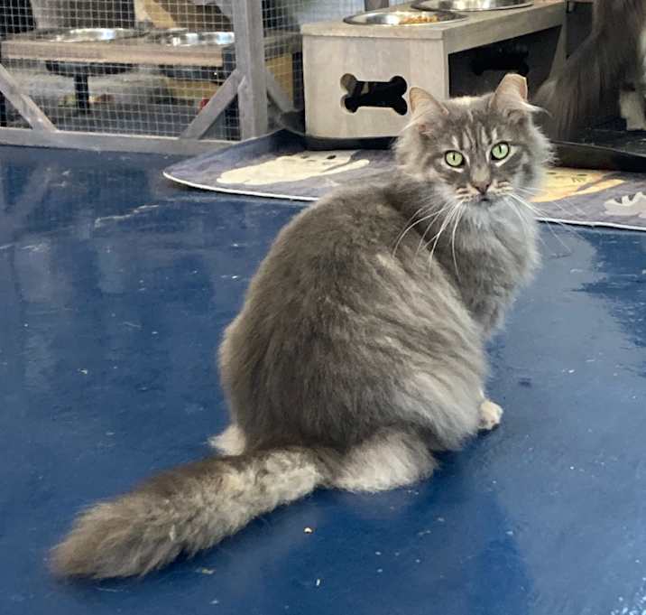 Photo of Misty