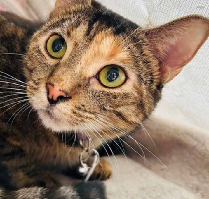 Photo of Josie (Pounce Cat Cafe)