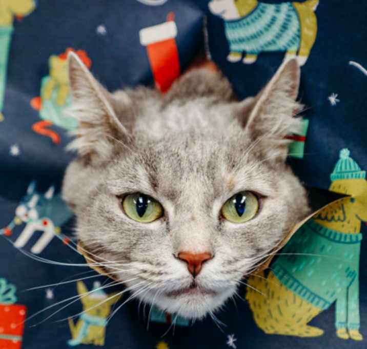 Photo of Star