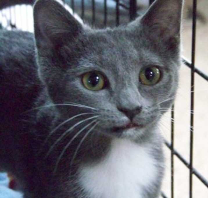 Photo of Prancer