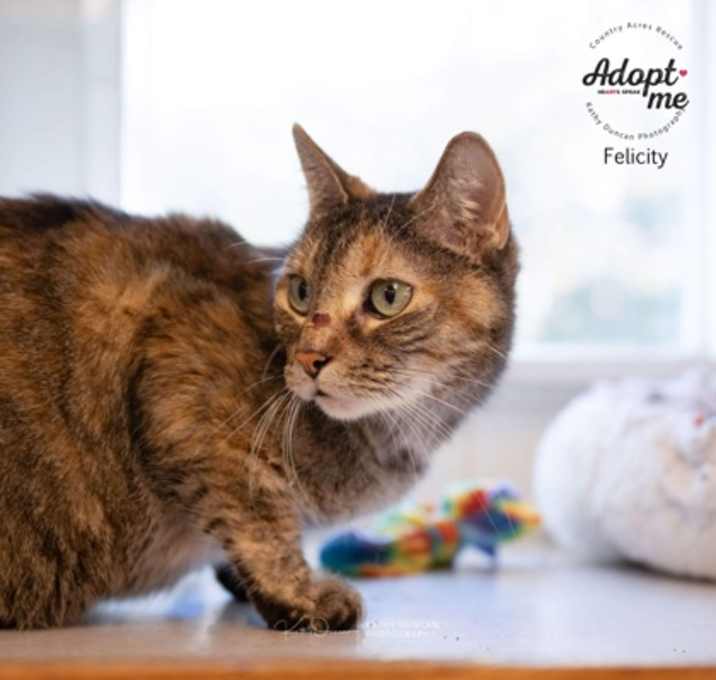 Photo of Felicity