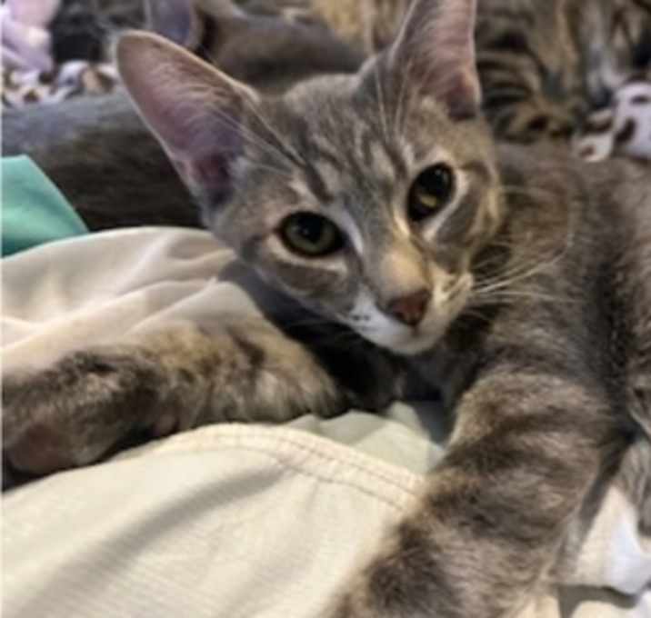 Photo of Buddy