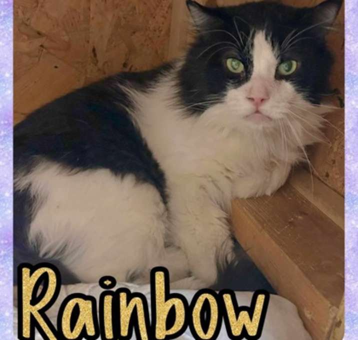 Photo of Rainbow