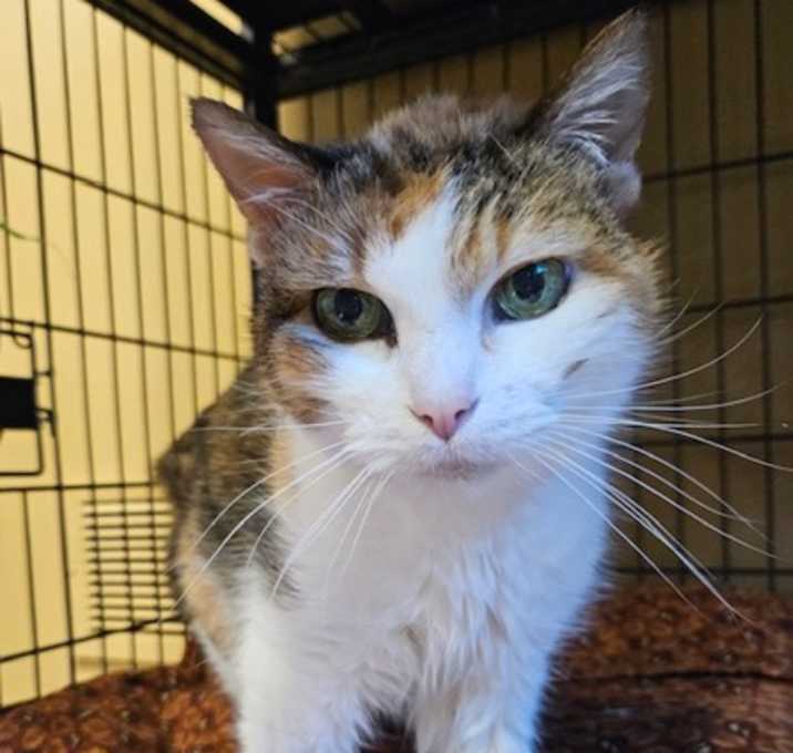 Photo of Tilly (was Star Jones)
