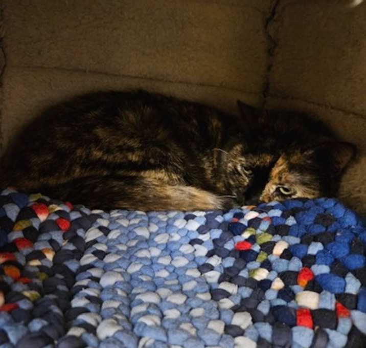 Photo of Nutmeg