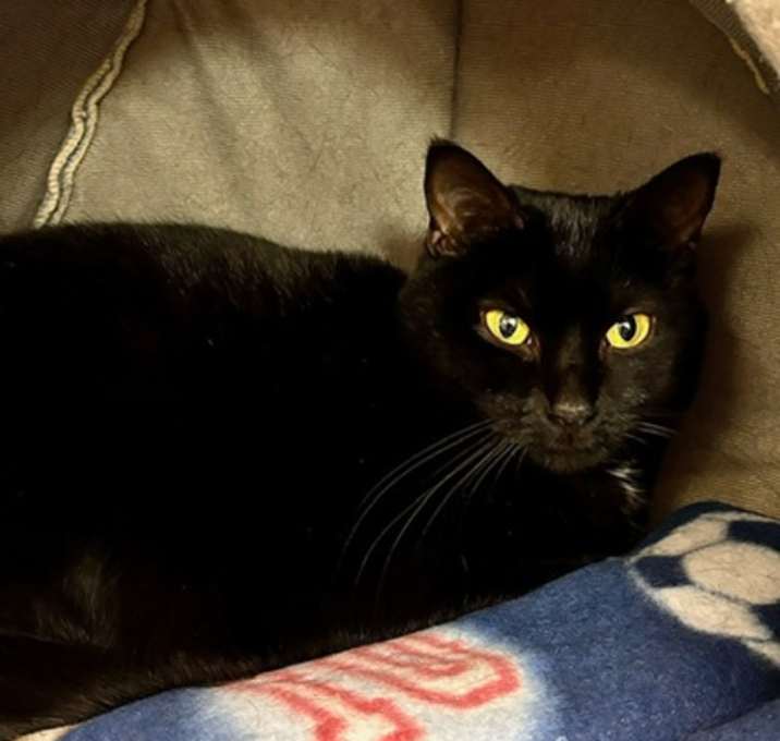 Photo of Willow