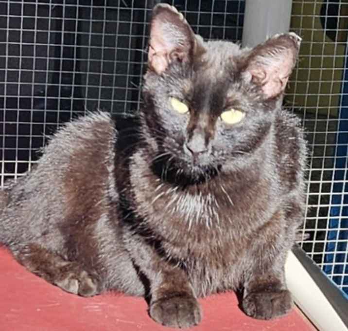 Photo of Dandy