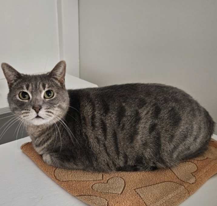 Photo of Misty