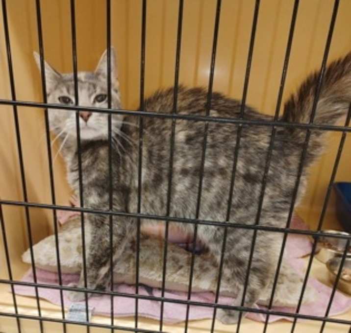 Photo of Brownie 2