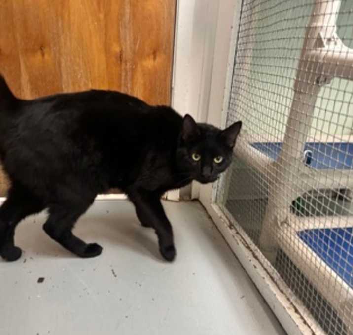 Photo of Shadow