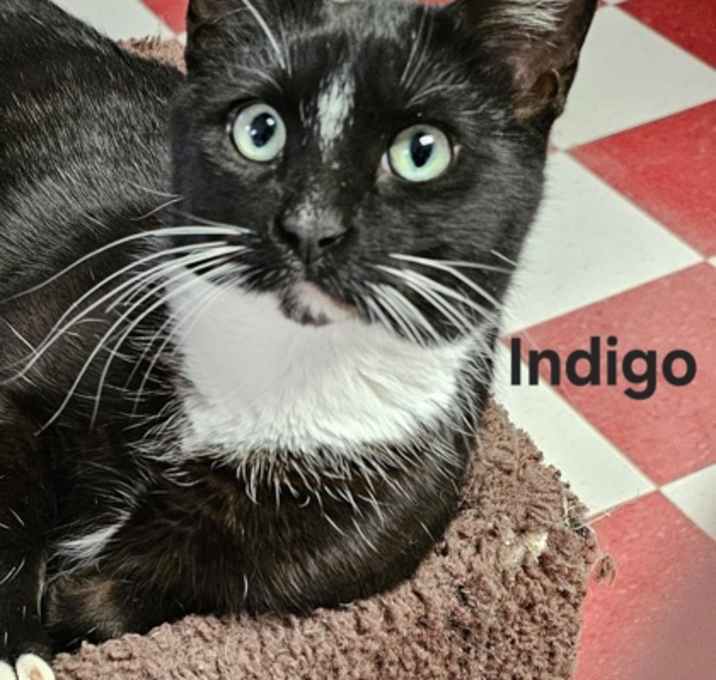 Photo of Indigo