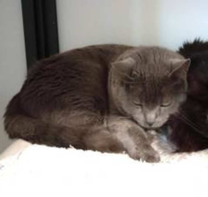 Photo of Smokey