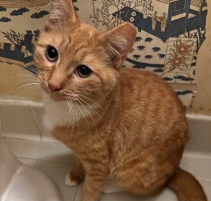 Photo of Loki