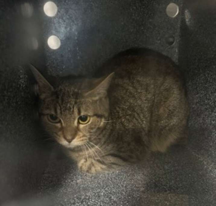 Photo of Trudie (Barn Cat)