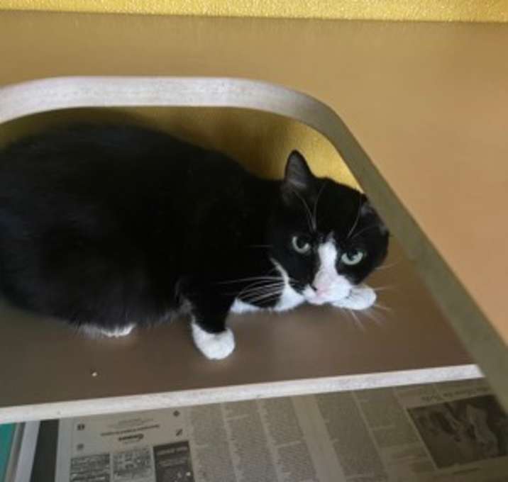 Photo of Minnie (In Foster)