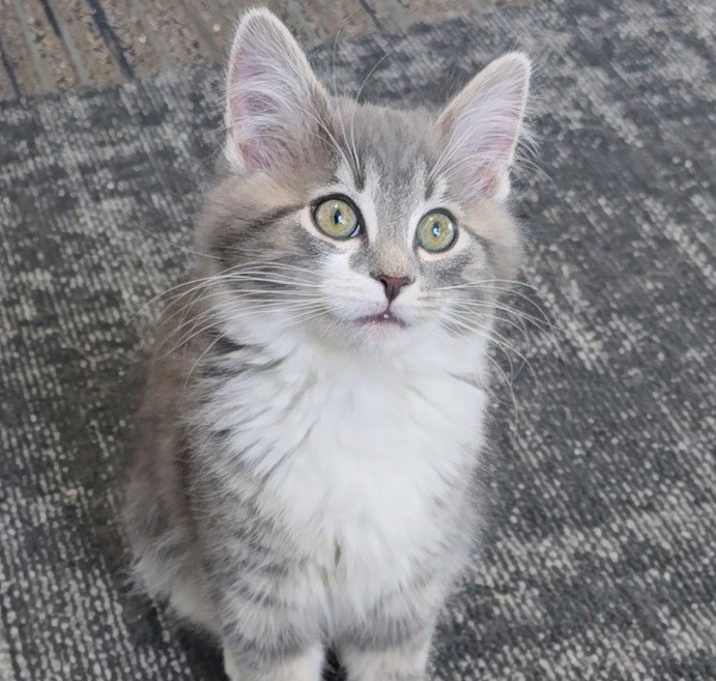 Photo of Truffle