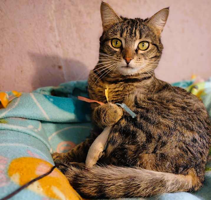 Photo of Juniper, Sweet Girl!