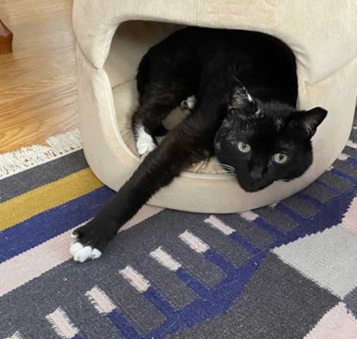 Photo of Vader