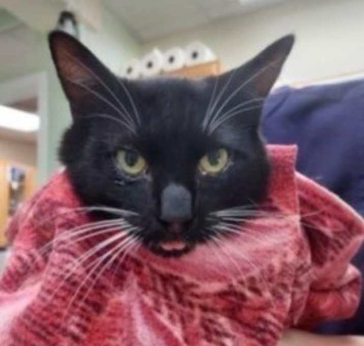 Photo of Hansel (formerly Ansel) - FIV+