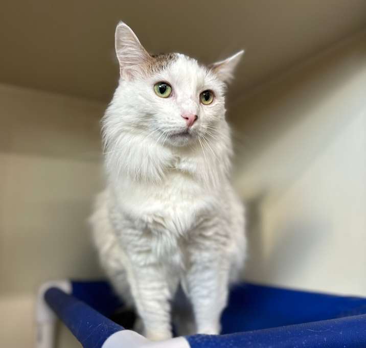 Photo of Pearl