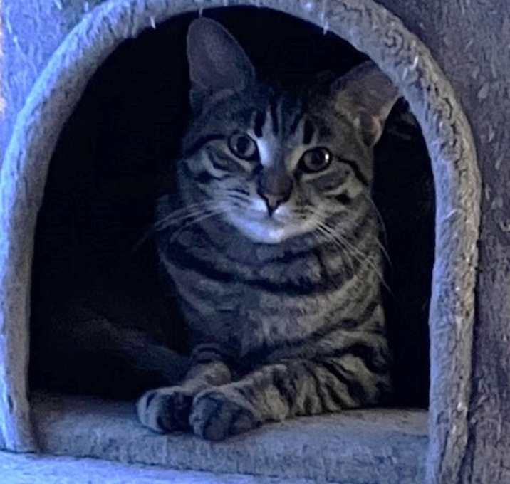 Photo of Bamboozled