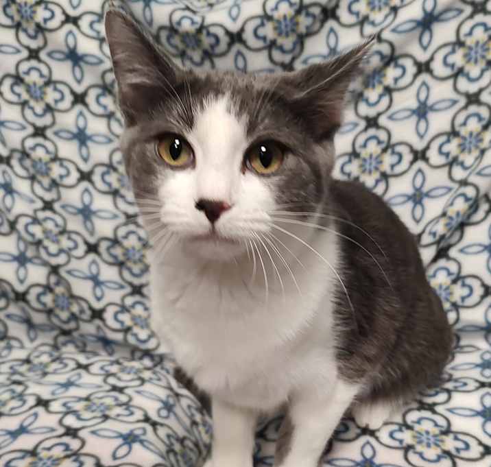 Photo of Olive