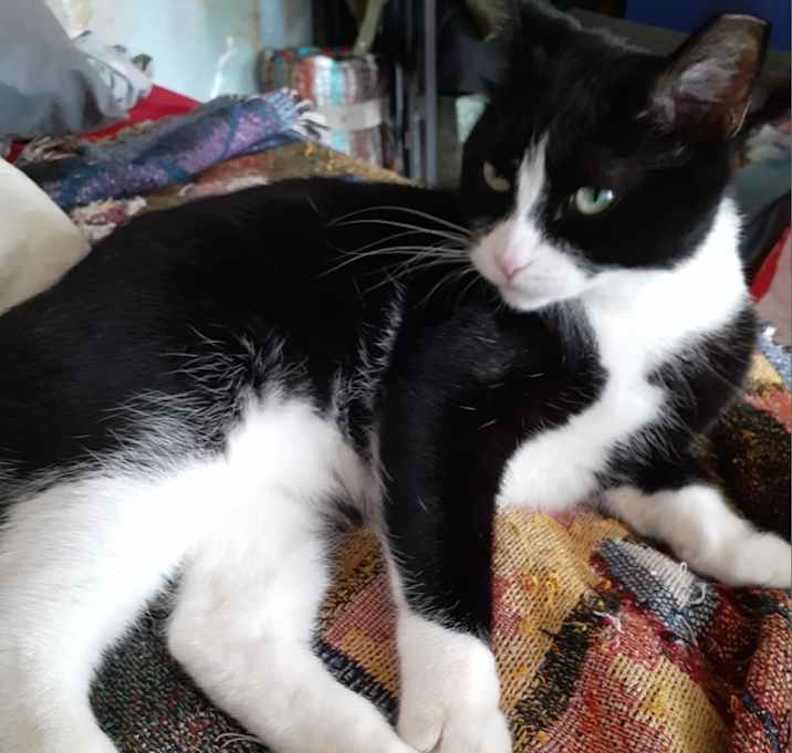 Photo of Junipurr
