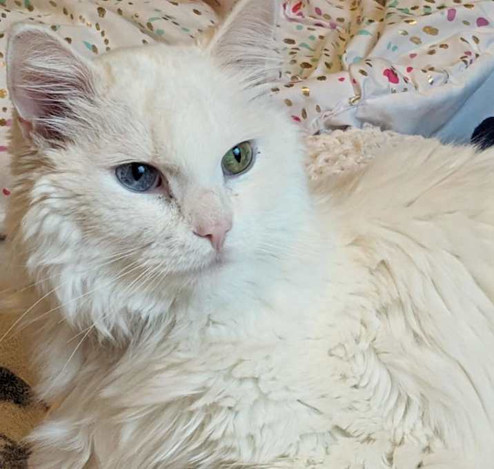 Photo of Angel