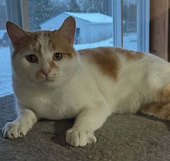 Photo of Scout