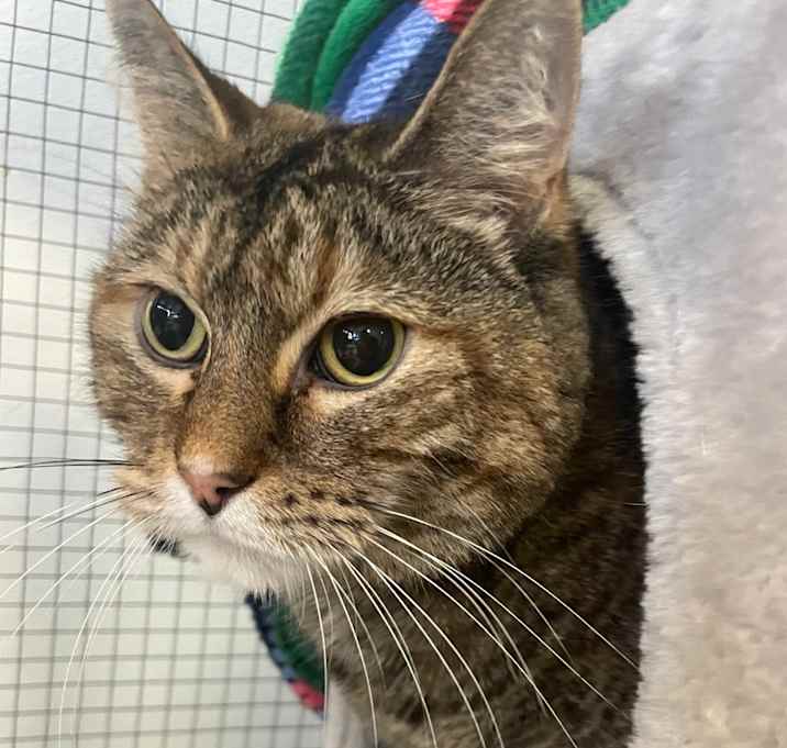 Photo of Peanut