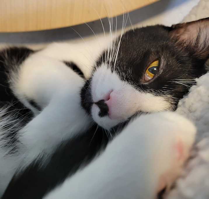 Photo of Milli