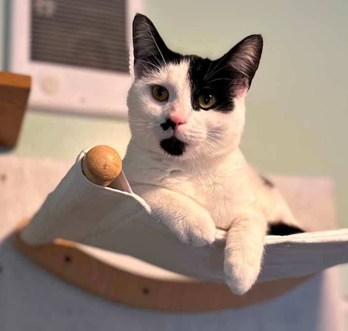 Photo of Avanti