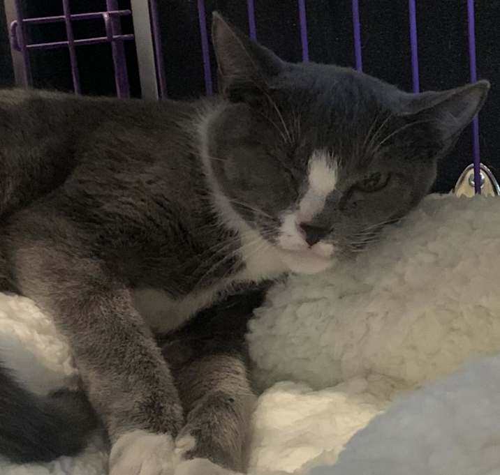 Photo of Moon Pie