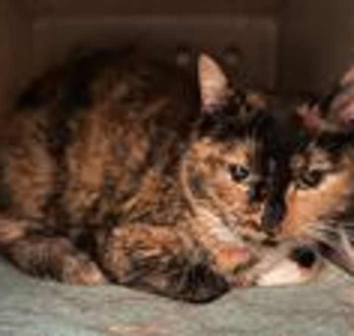Photo of Penelope